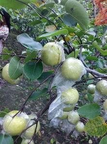 苏北医院吃瓜,揭秘背后真相与争议  第1张